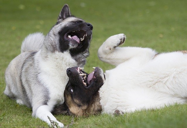 Dog playdate on app